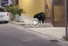 oso-monterrey-cumbres-video