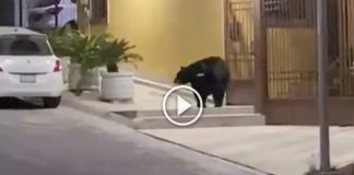 oso-monterrey-cumbres-video