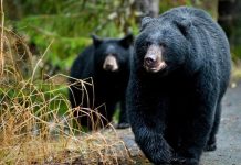 oso-osos-nuevo-leon-avistamientos-nuevo-leon-monterrey-san-Pedro