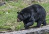 Proponen reglamento para aprender a convivir con osos