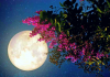 ¿Estás listo para ver la superluna de mayo?
