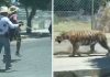 (Video) Tigre se pasea por la calles de Guadalajara