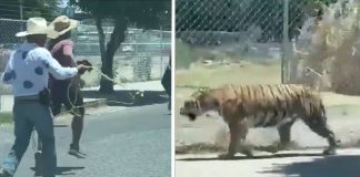 (Video) Tigre se pasea por la calles de Guadalajara