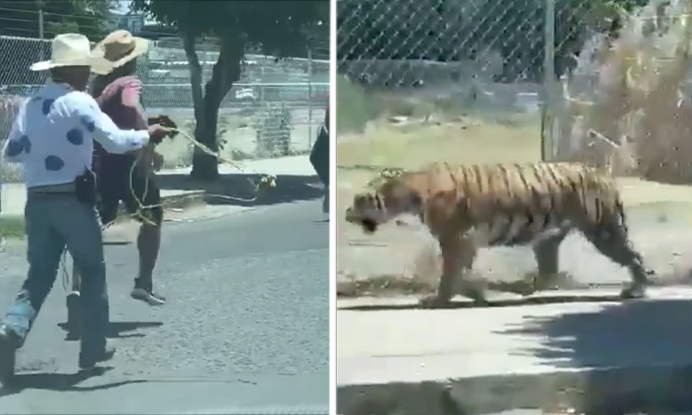 (Video) Tigre se pasea por la calles de Guadalajara