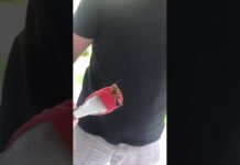 ¿Llegó el "avispón asesino" a Monterrey?
