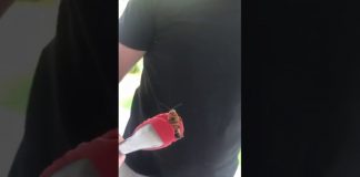 ¿Llegó el "avispón asesino" a Monterrey?