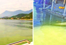 Agua de la presa La Boca ¡se pinta de verde!