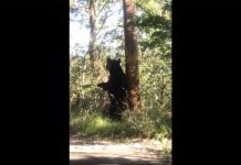 (VIDEO) Oso ‘da la bienvenida’ a visitantes en reapertura de Chipinque.