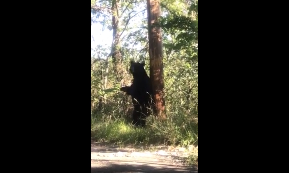 (VIDEO) Oso ‘da la bienvenida’ a visitantes en reapertura de Chipinque.