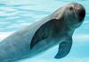 ¡Alerta! Población de vaquita marina sigue disminuyendo en México