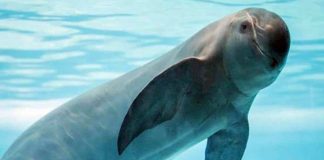 ¡Alerta! Población de vaquita marina sigue disminuyendo en México