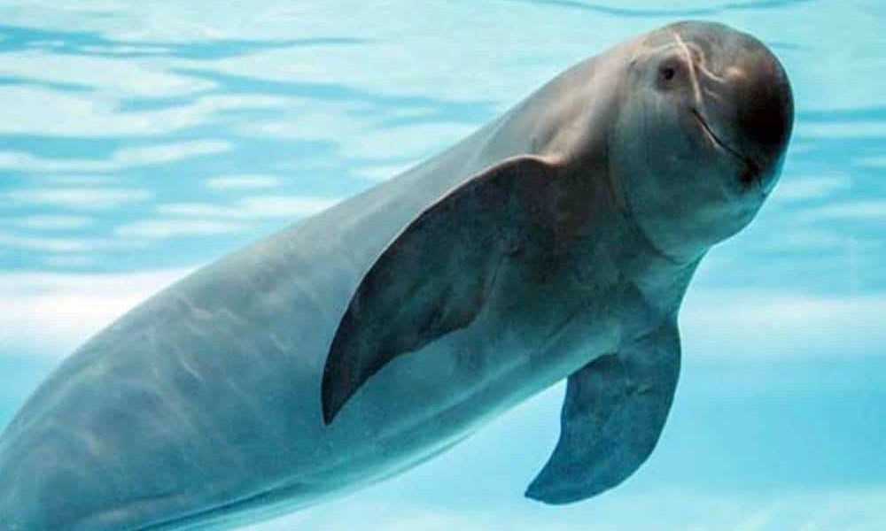 ¡Alerta! Población de vaquita marina sigue disminuyendo en México