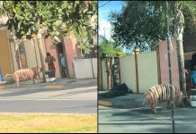 El "cerdo-tigre", toda una personalidad en Linares