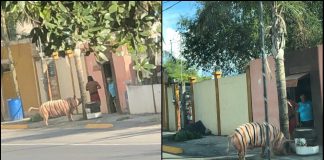 El "cerdo-tigre", toda una personalidad en Linares