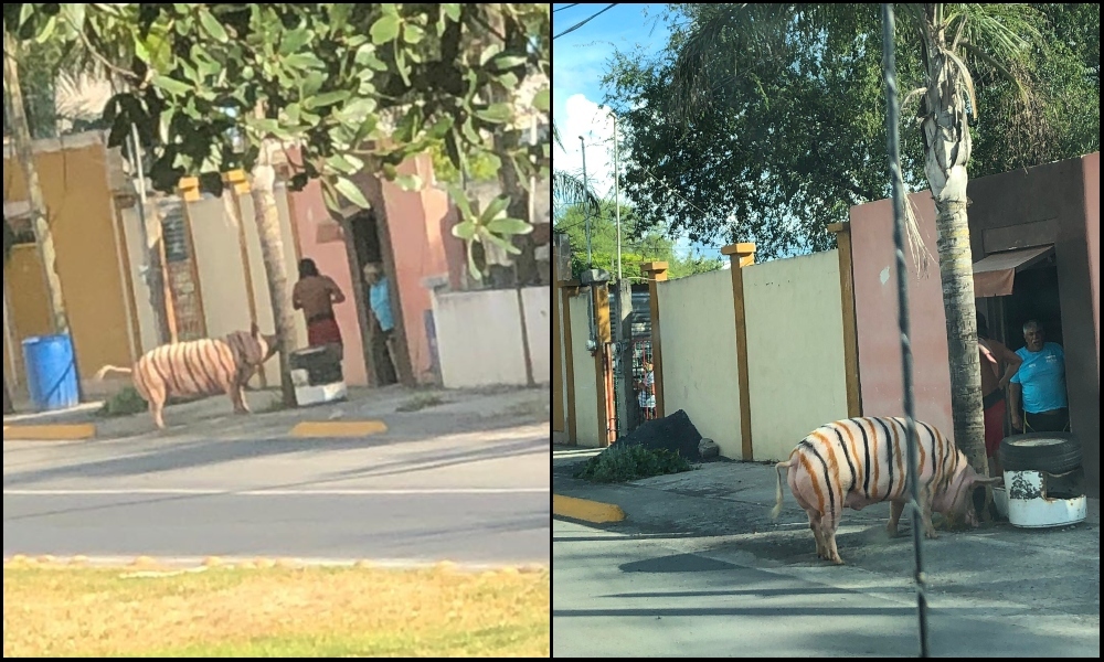 El "cerdo-tigre", toda una personalidad en Linares