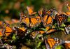 UANL lanza llamado para cuidar las mariposas monarcas