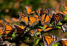 UANL lanza llamado para cuidar las mariposas monarcas
