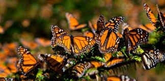 UANL lanza llamado para cuidar las mariposas monarcas