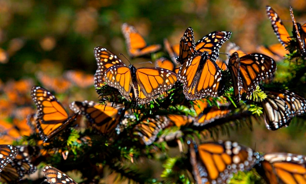UANL lanza llamado para cuidar las mariposas monarcas