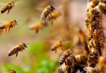 Fallece hombre tras ataque de abejas