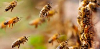 Fallece hombre tras ataque de abejas