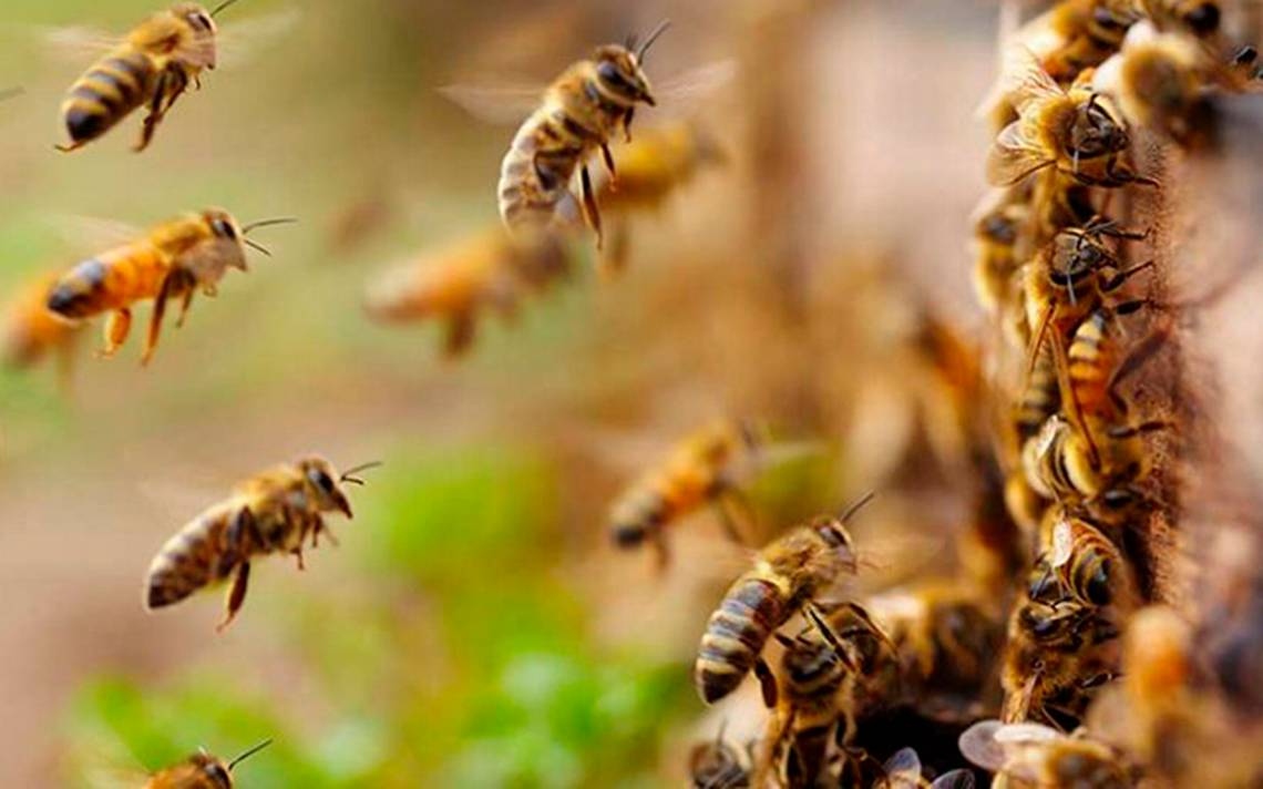 Fallece hombre tras ataque de abejas