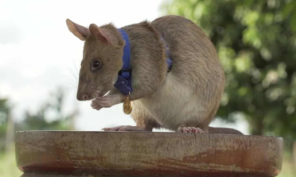 Premian con medalla a rata detectora de minas