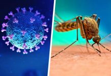 Reportan 12 casos de 'covidengue'