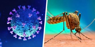 Reportan 12 casos de 'covidengue'