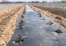Frío extremo golpea a agricultores de NL