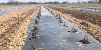 Frío extremo golpea a agricultores de NL