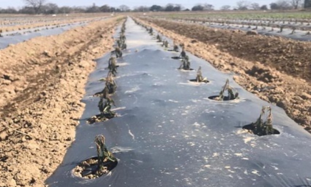 Frío extremo golpea a agricultores de NL