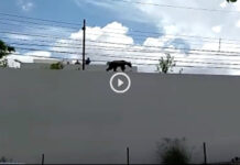 oso estanzuela