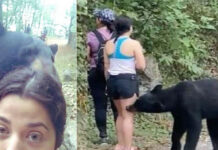 oso amigable de chipinque