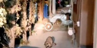 mapaches juarez