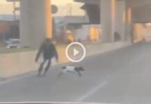video de chivito san nicolas de los garza
